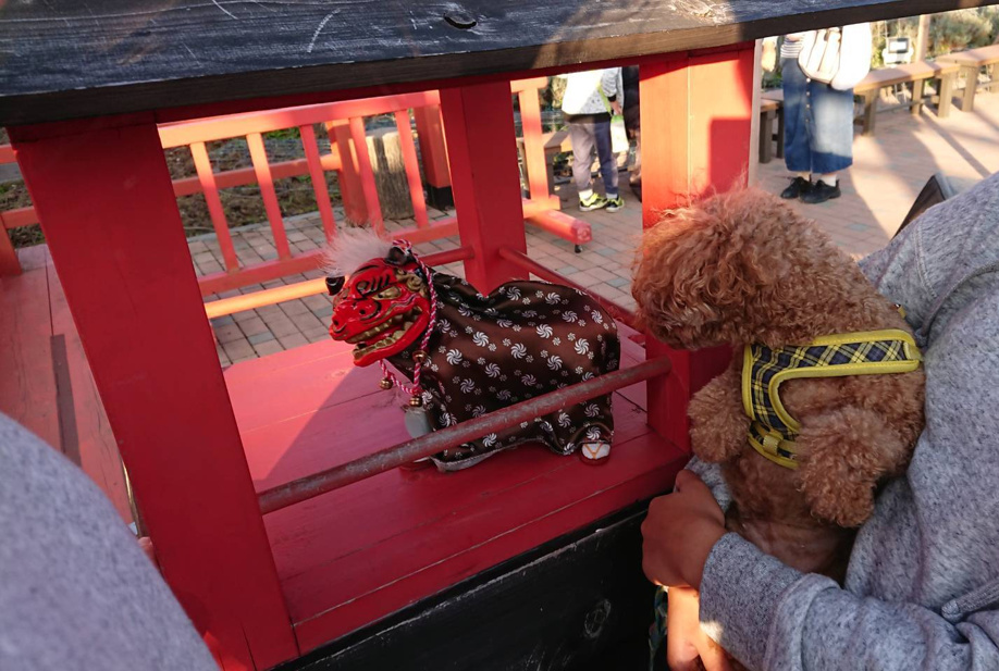 愛犬とお出掛け、時の栖イルミネーションへの画像