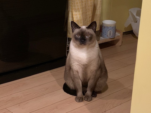 料理の取り分けは誰がするか？の画像