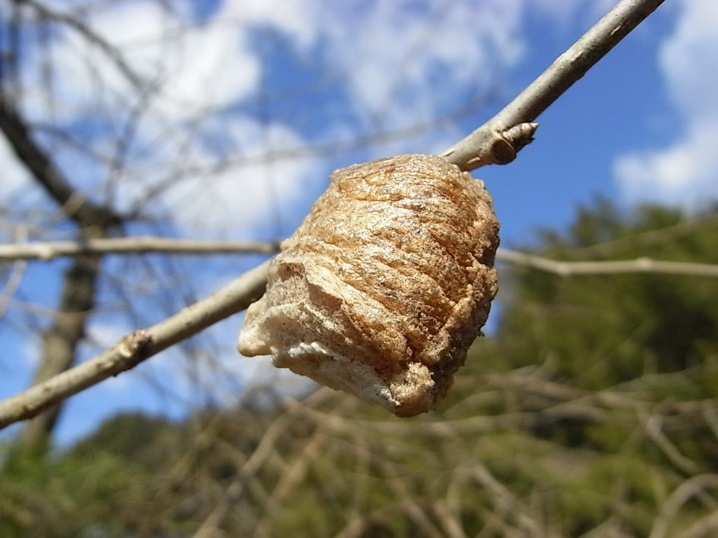 １０月２９日：カマキリの画像