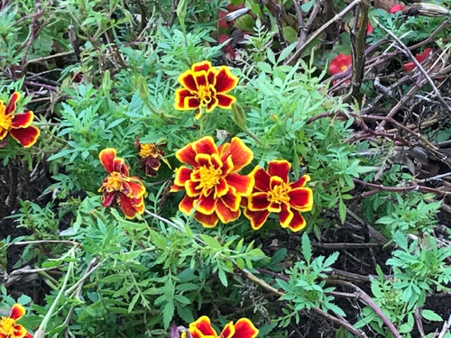 血管の状態は健康と直結！！の画像