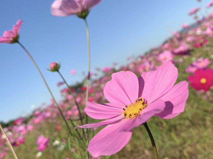 藤原宮跡にコスモスを見に行ってきました(^^)vの画像
