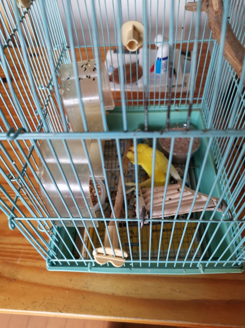 賃貸物件でペット飼育は大変だなの話。の画像