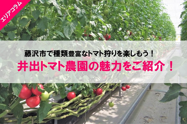 藤沢市で種類豊富なトマト狩りを楽しもう！井出トマト農園の魅力をご紹介！の画像