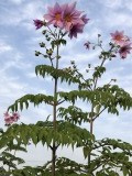 「皇帝」の画像