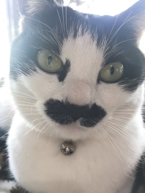 おひげの猫みーな。の画像