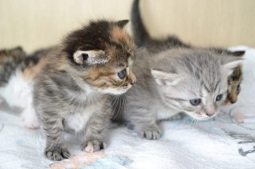 小さな命を救う『猫バンバン』の画像