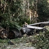 「だれ・・・？」の画像