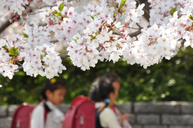 明石市の錦浦小学校と高丘西小学校は地域交流が盛んな学校！の画像