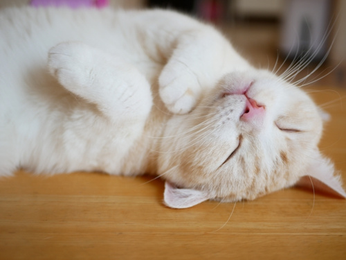 みなとみらいのマークイズで開催されている「ねこ休み展」とは？の画像