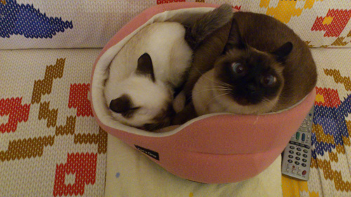 愛猫の死から学ぶこと。の画像