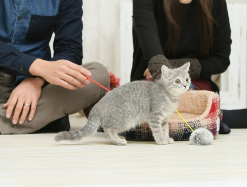 ペット可の賃貸物件に住む際の注意点とは？の画像