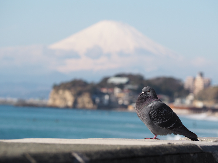 日曜日の七里ガ浜（2020.1.19）の画像