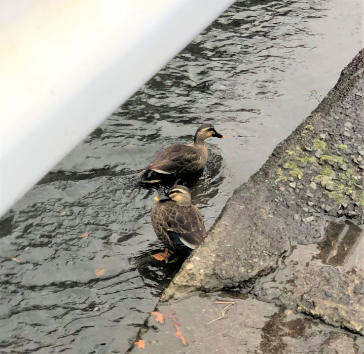 小さな水路の仲間たちの画像