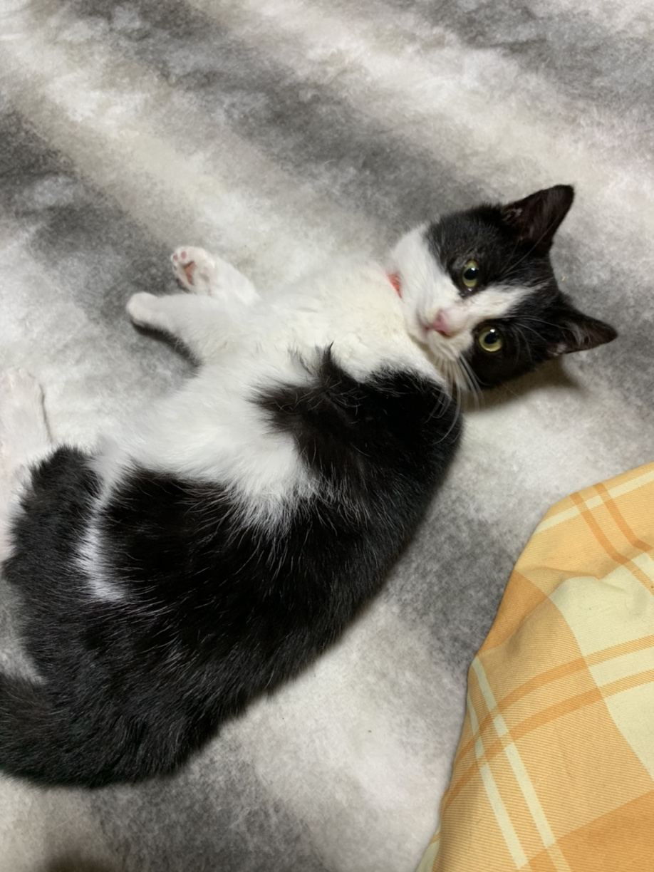 またまたまた家族が増えました～(^^)/の画像