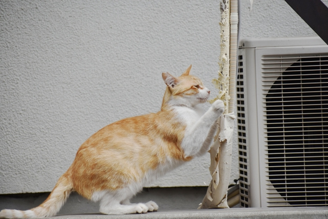 賃貸物件で愛しいペットと暮らしたい人が気をつけるべき注意点の画像