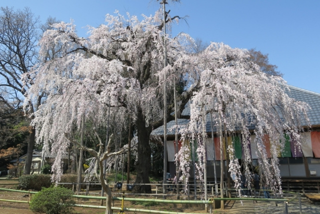坂戸市の慈眼寺の魅力とは？しだれ桜を楽しもうの画像