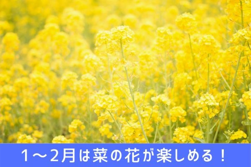 二宮町の吾妻山公園のおすすめポイント 菜の花から遊具まで リビングボイス
