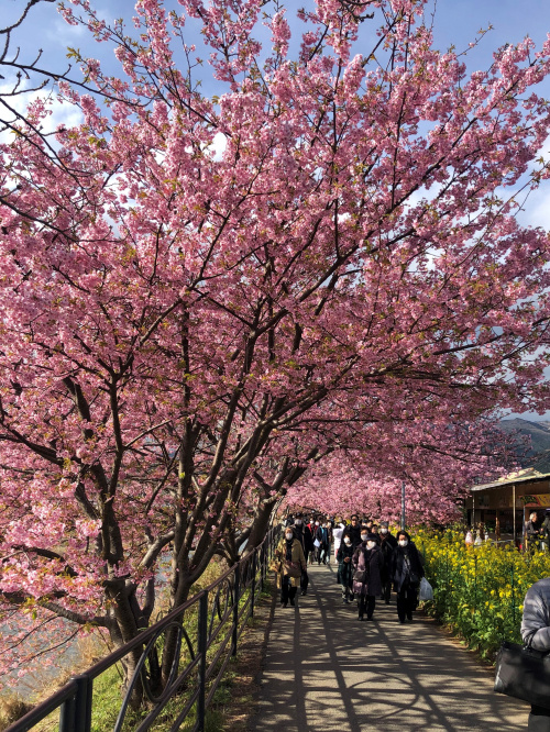 河津桜、綺麗でした（＾＾）の画像