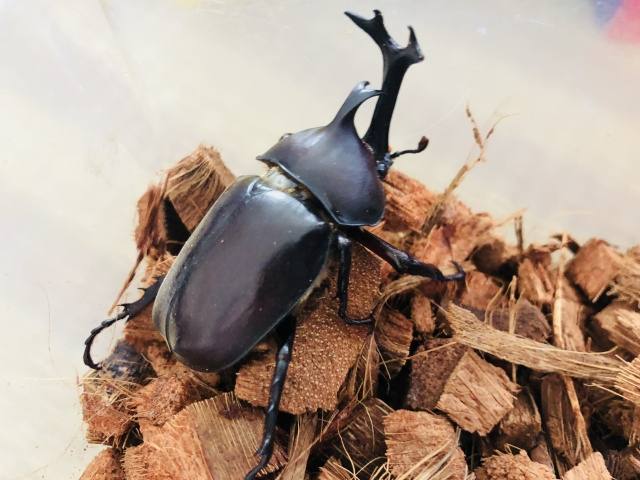 カブトムシ