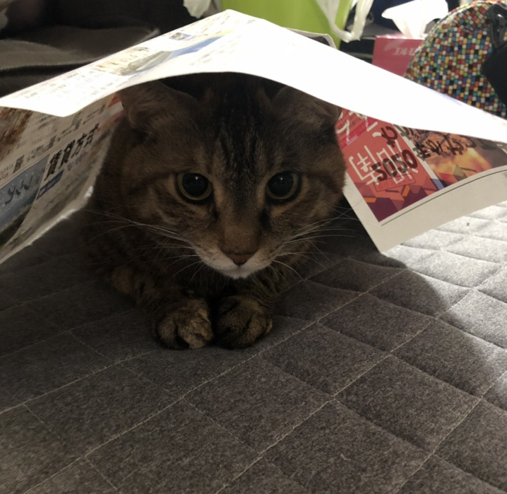 ほっこりな出来事の画像