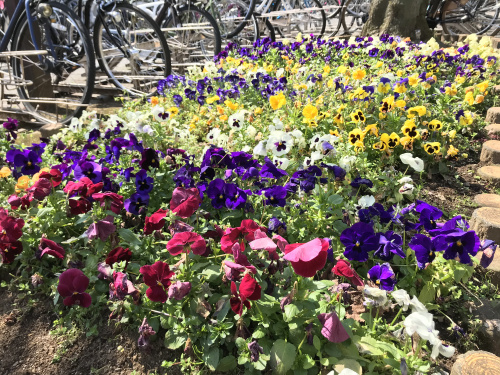 □◆日枝神社◆□の画像