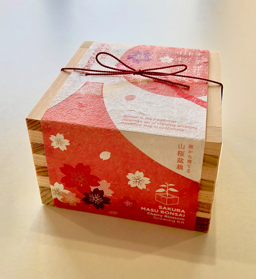 山桜盆栽 大阪市住之江区の賃貸管理ならなにわのシンデレラ