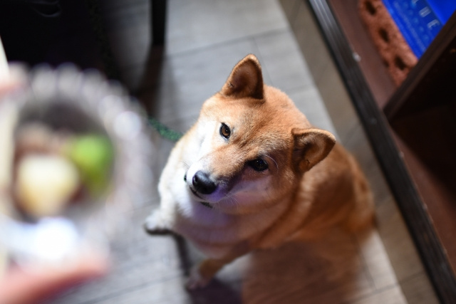 犬