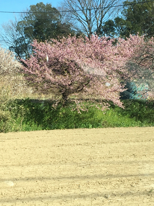 桜の季節♪の画像