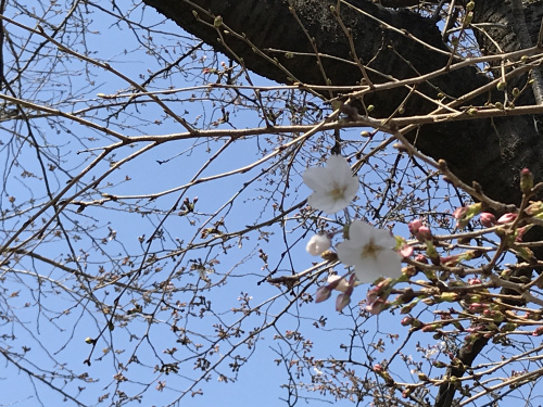 ☆アキシマエンシス☆の画像