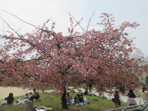 京都丹波口　光徳公園の９分咲き桜の画像