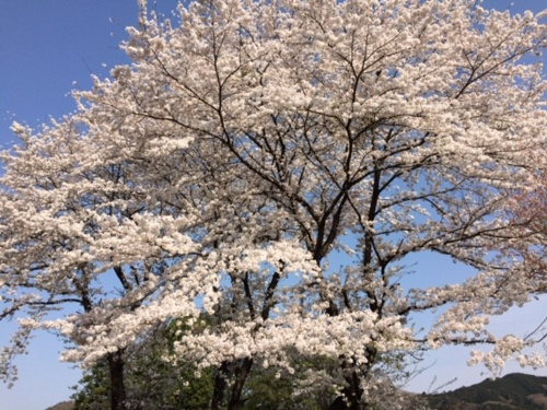 元気の出る話 坂戸の賃貸アパート マンション 貸家 店舗事務所は株式会社モーリアス