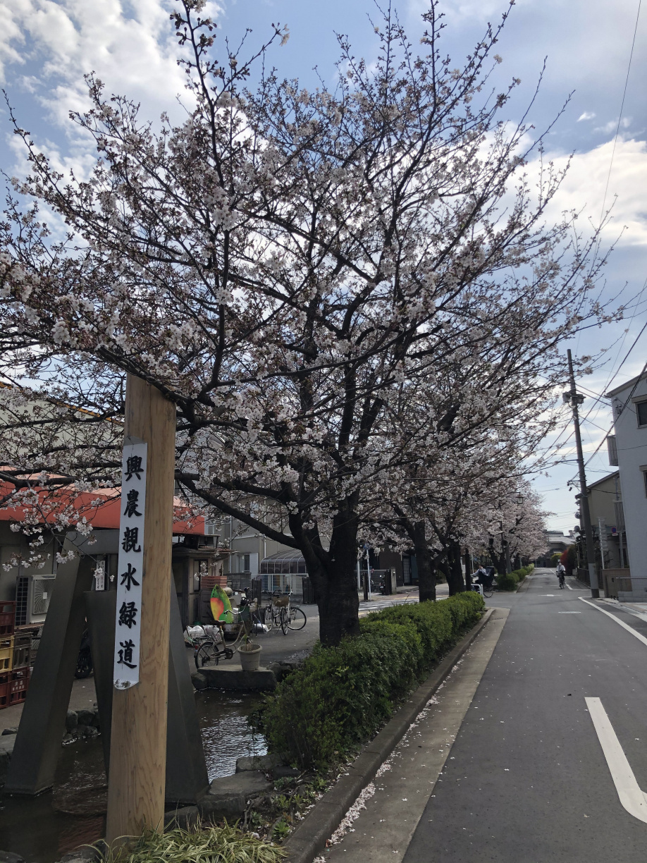 開花宣言！！の画像