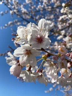 桜咲く、春の訪れの画像