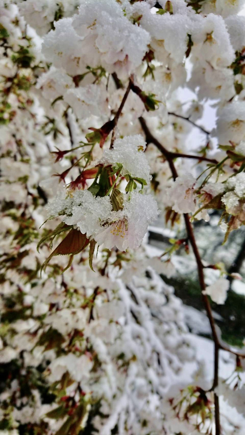雪桜？の画像
