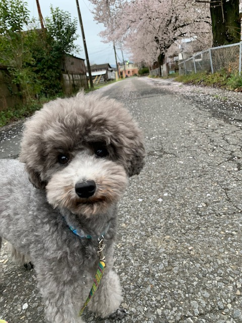 日高市桜満開！の画像