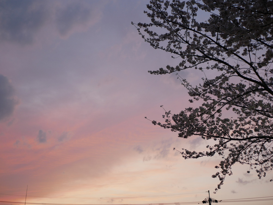 桜の咲く季節になりました(＾＾)♪の画像