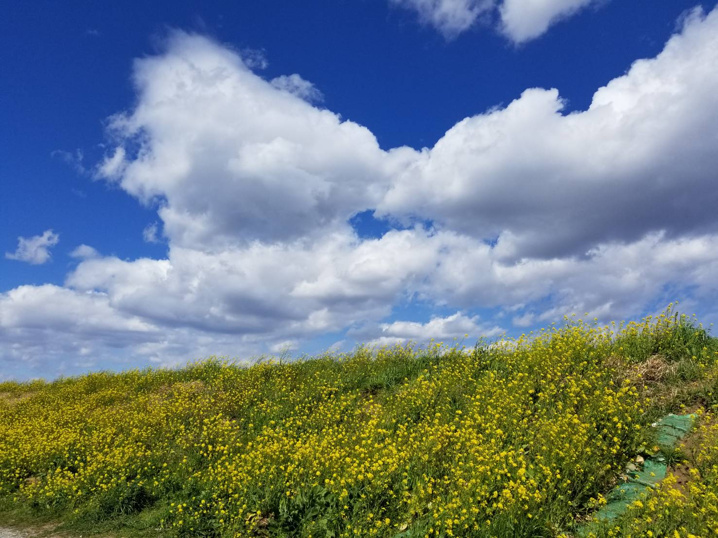 ４月２日：菜の花の画像