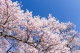 「青空」の画像