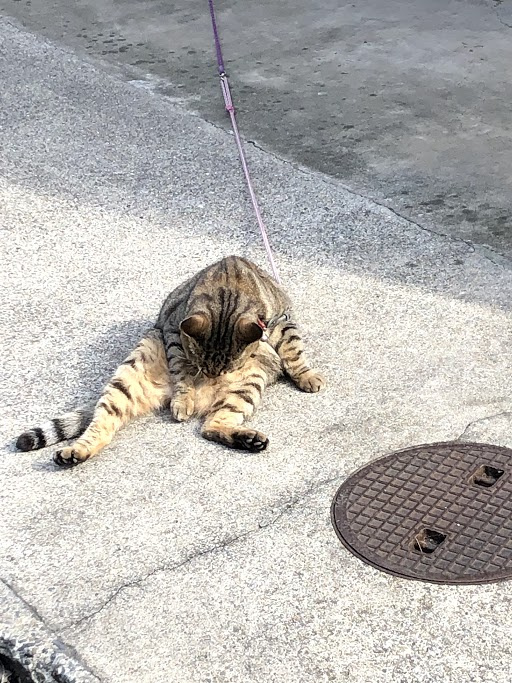 癒しをありがとう♪の画像