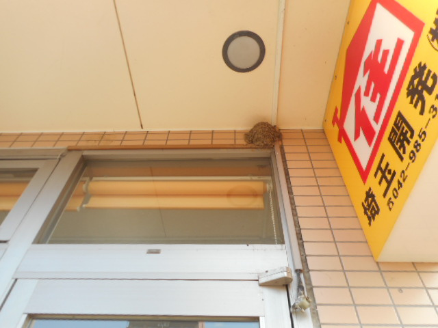 4月3日 ツバメ日記～ 日高市高麗川2丁目 の画像