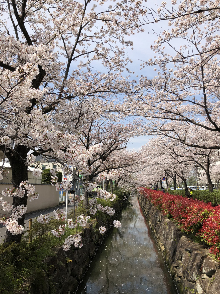 明日もの画像