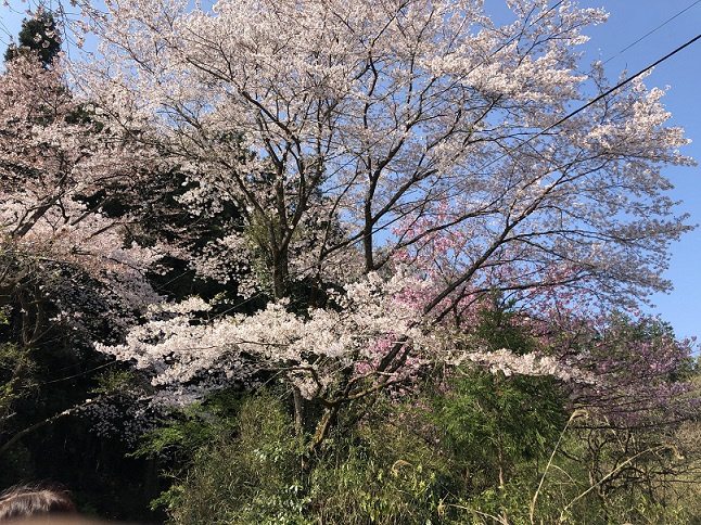 美しさを誇る日高市の桜の画像