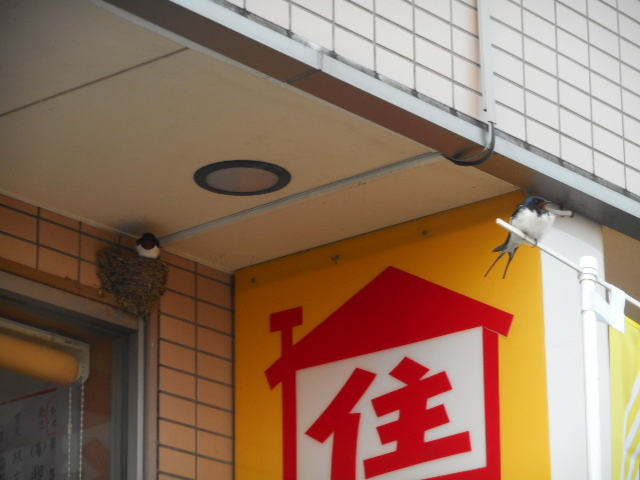 4月6日 ツバメ日記～ 埼玉開発 日高市高麗川2丁目の画像