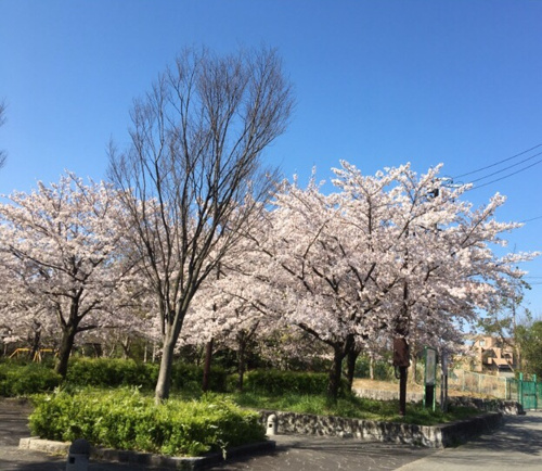 少しでもお花見気分✿の画像
