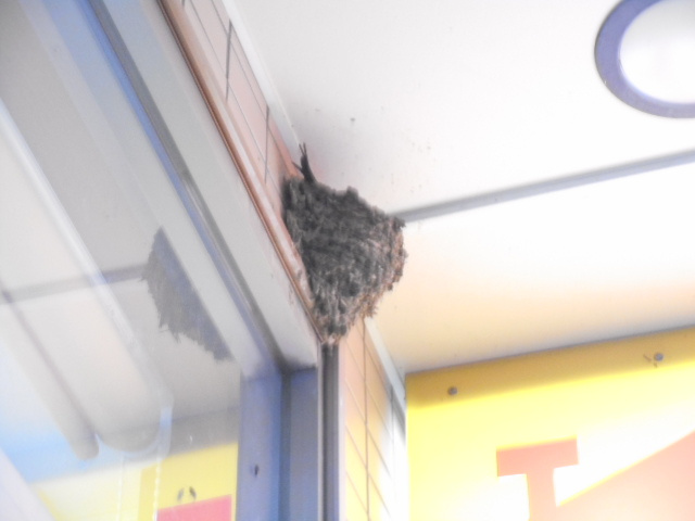 4/9 ツバメ日記 埼玉開発 日高市高麗川2丁目の画像