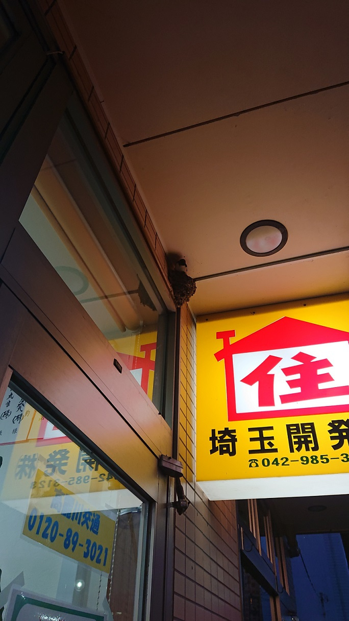 4/11 ツバメ日記 埼玉開発 日高市高麗川2丁目の画像