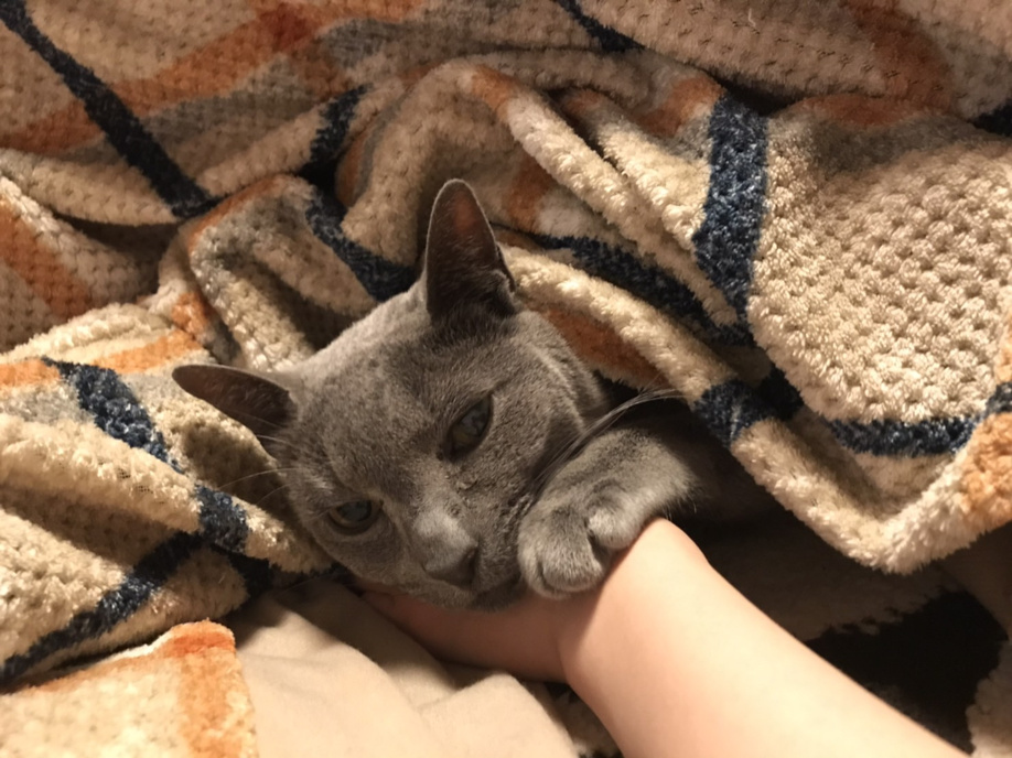 日高市　実家のペットの猫ちゃんの画像