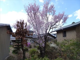 春の香りの画像