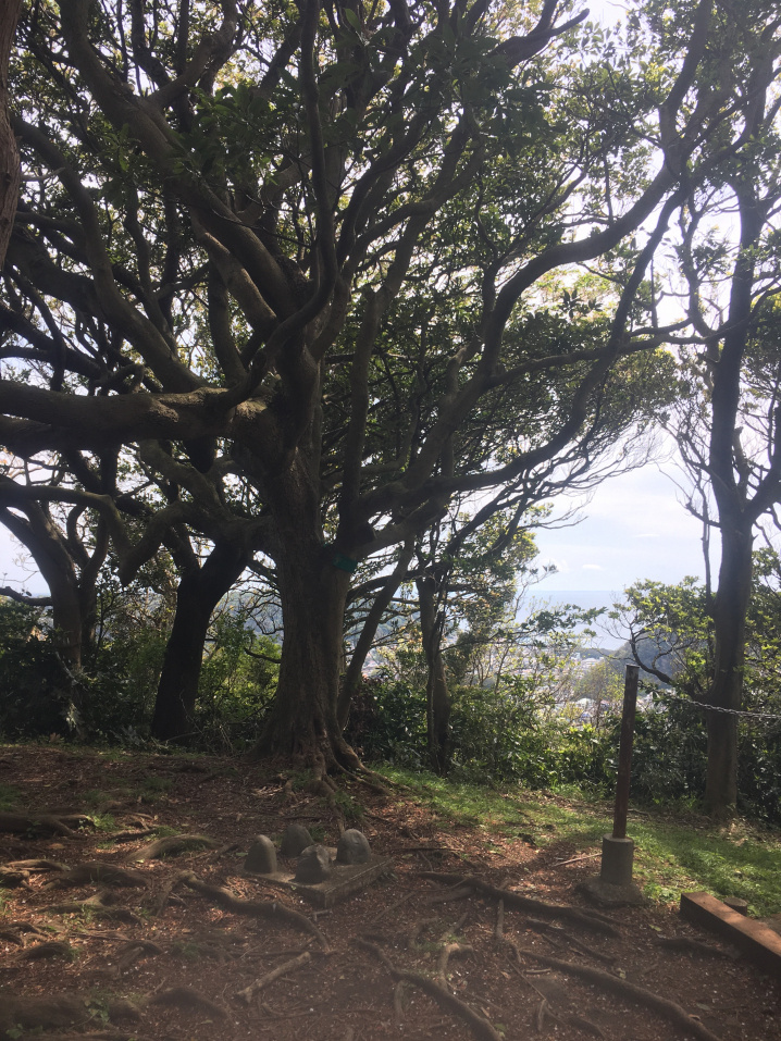 葉山ハイキング(仙元山)の画像