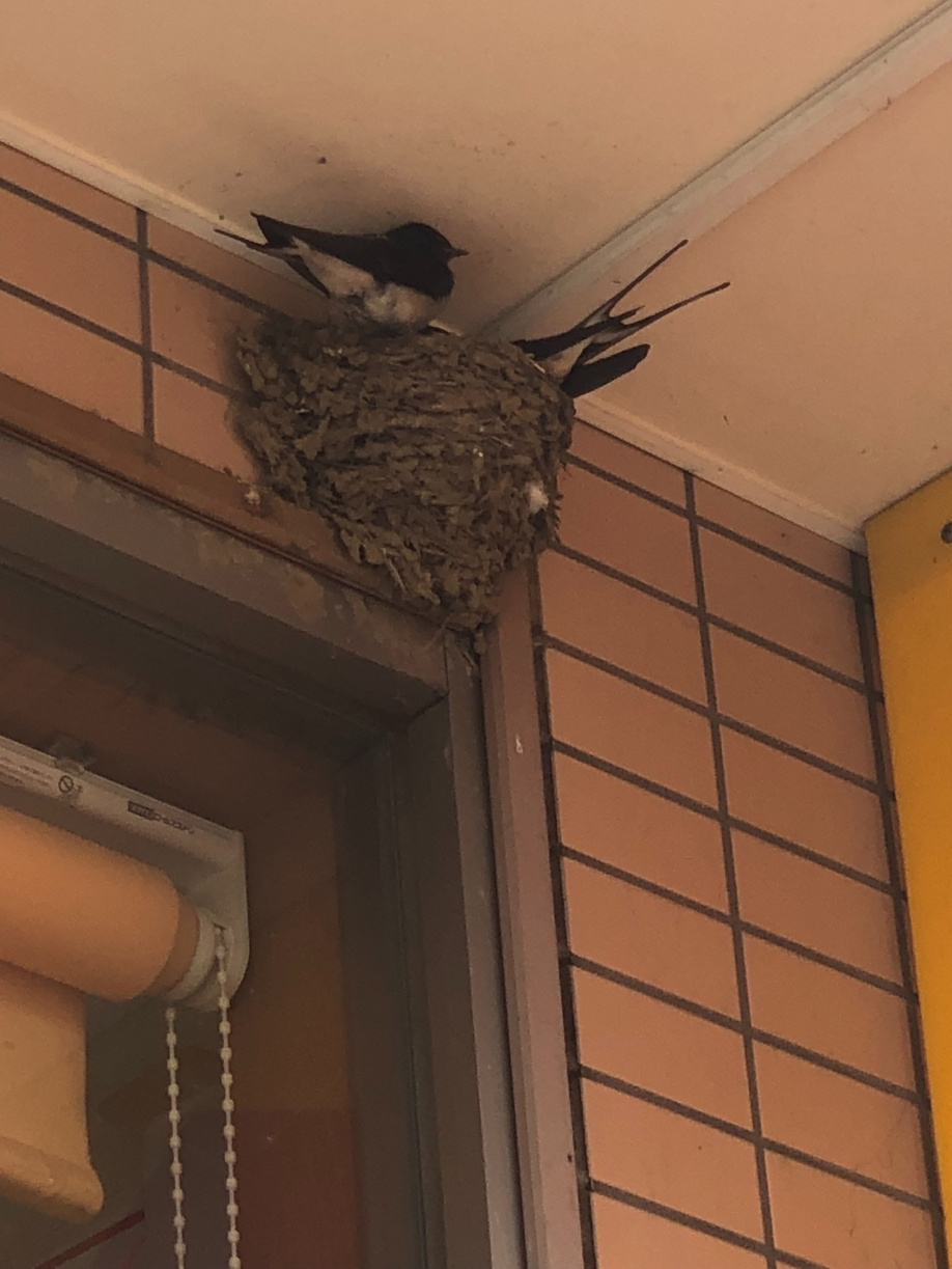 4/17 ツバメ日記 埼玉開発 日高市高麗川2丁目の画像